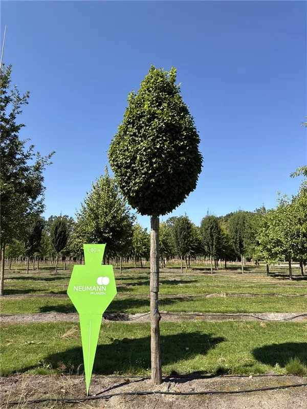Carpinus betulus 'Fastigiata Monument'