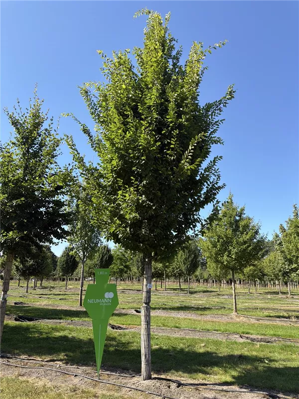 Carpinus betulus 'Frans Fontaine'