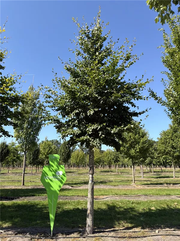 Fagus sylvatica