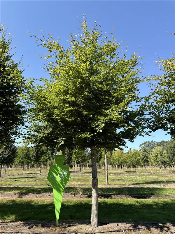 Fagus sylvatica