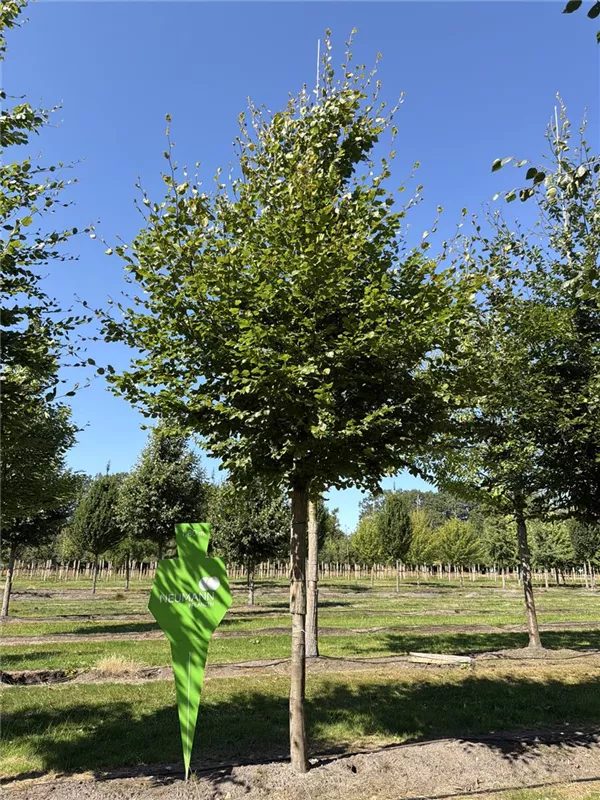 Fagus sylvatica