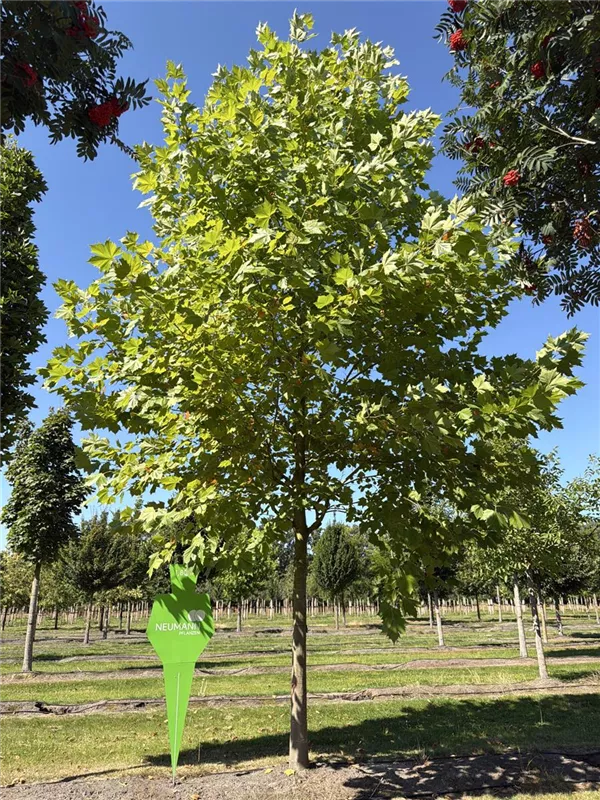 Platanus hispanica