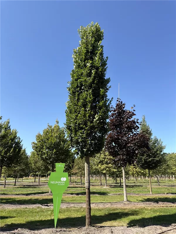 Quercus robur 'Fastigiata Koster'