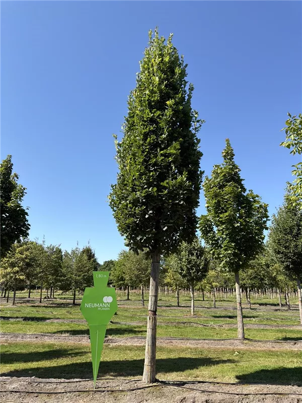 Quercus robur 'Fastigiata Koster'