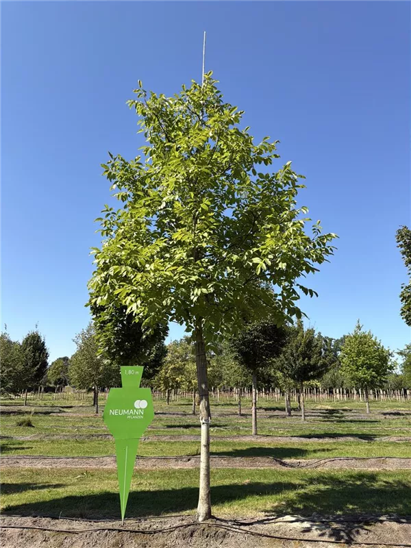 Juglans regia