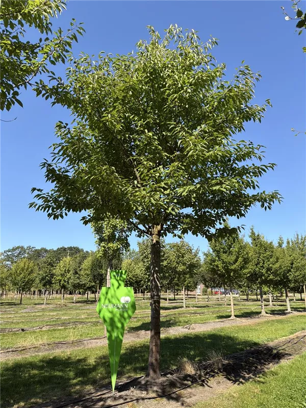 Prunus avium 'Plena'