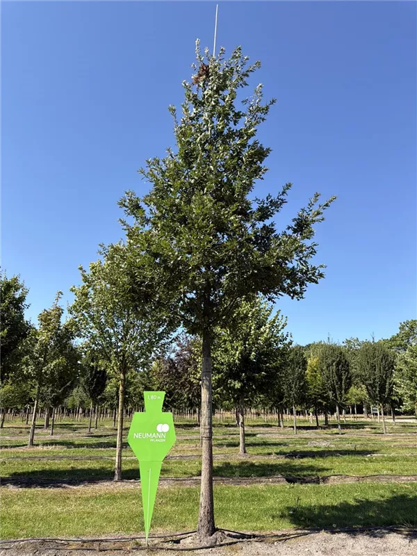 Quercus cerris