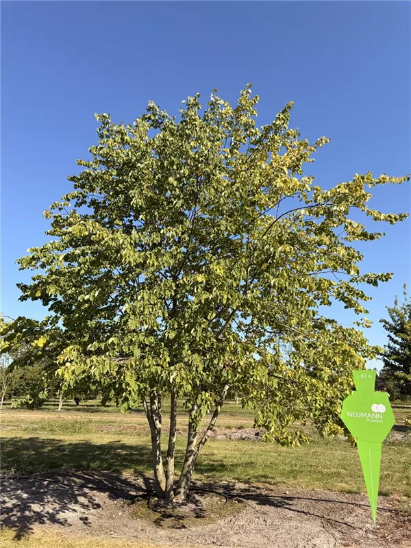 Tilia cordata