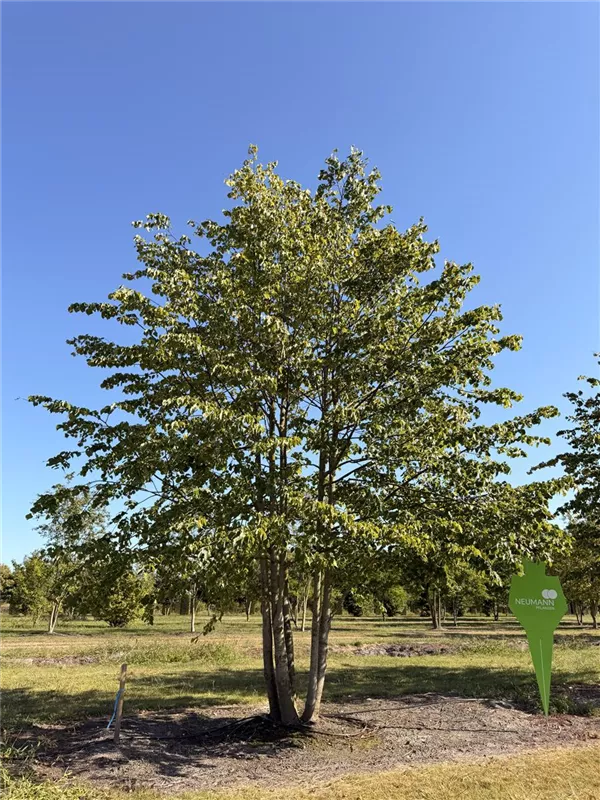 Tilia cordata