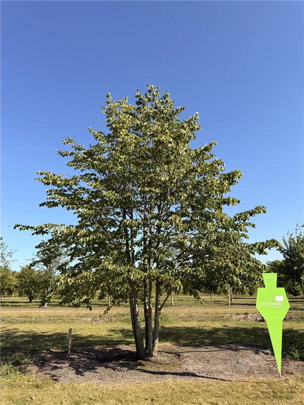 Tilia cordata