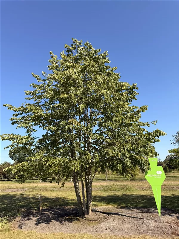 Tilia cordata