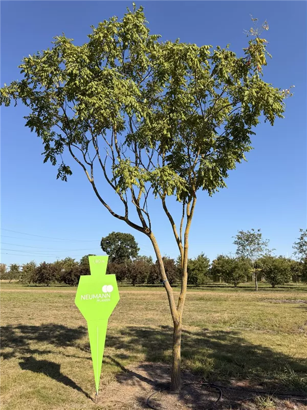 Koelreuteria paniculata