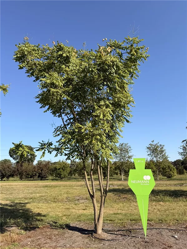 Koelreuteria paniculata