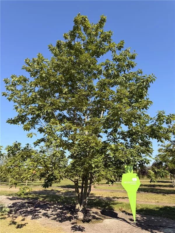 Quercus rubra