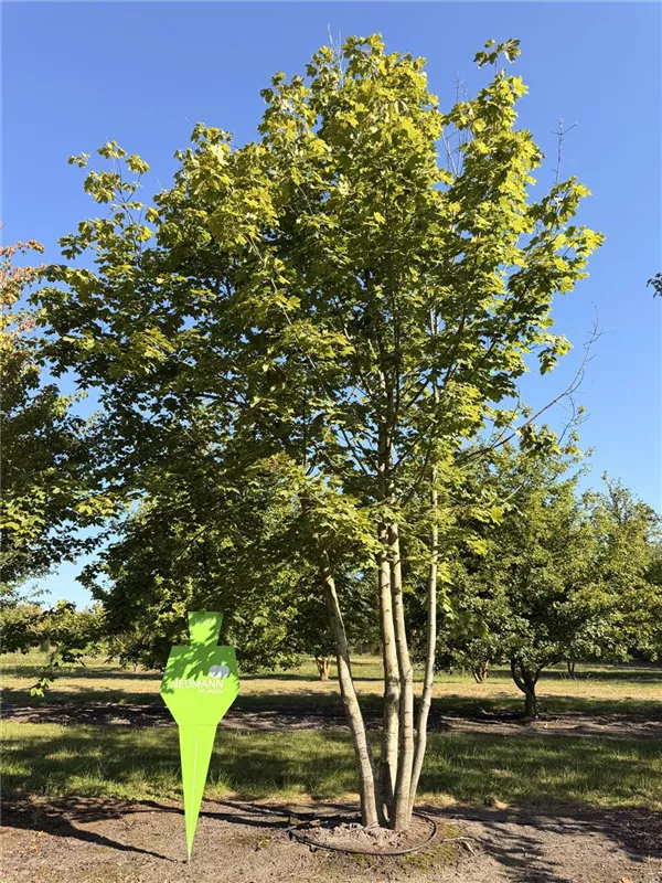 Acer platanoides