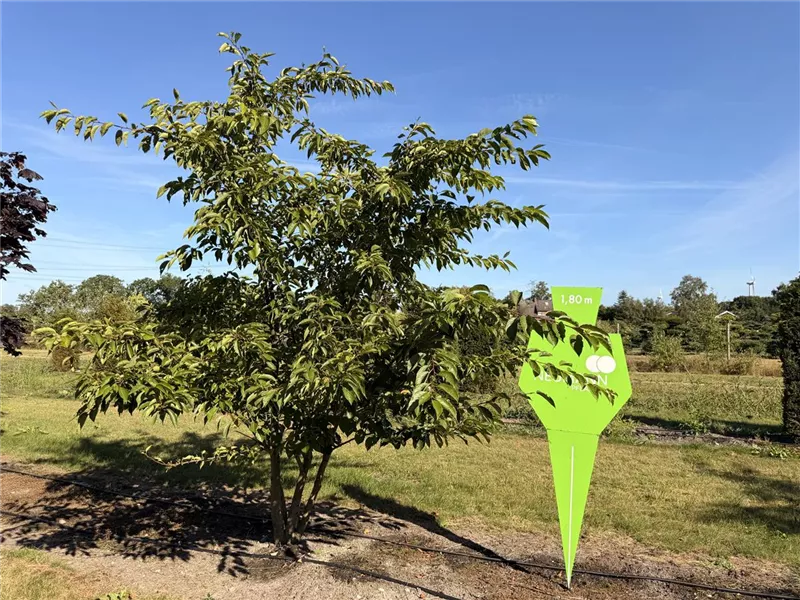 Prunus yedoensis