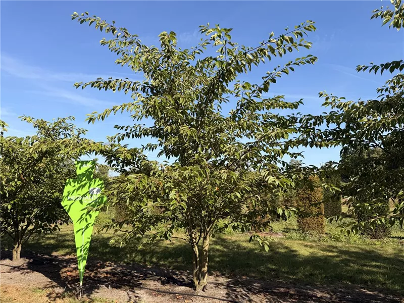Prunus yedoensis