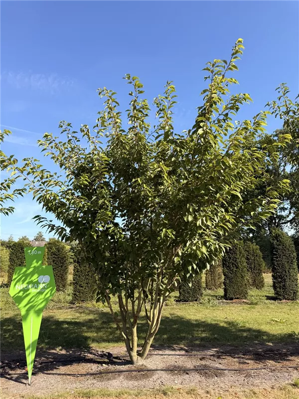 Prunus serrulata 'Kanzan'