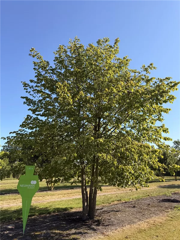 Tilia cordata