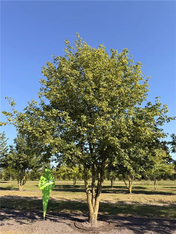 Acer campestre
