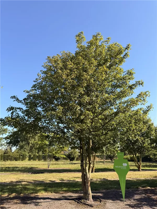 Acer campestre