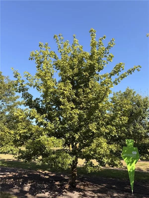 Acer campestre