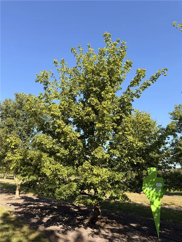Acer campestre