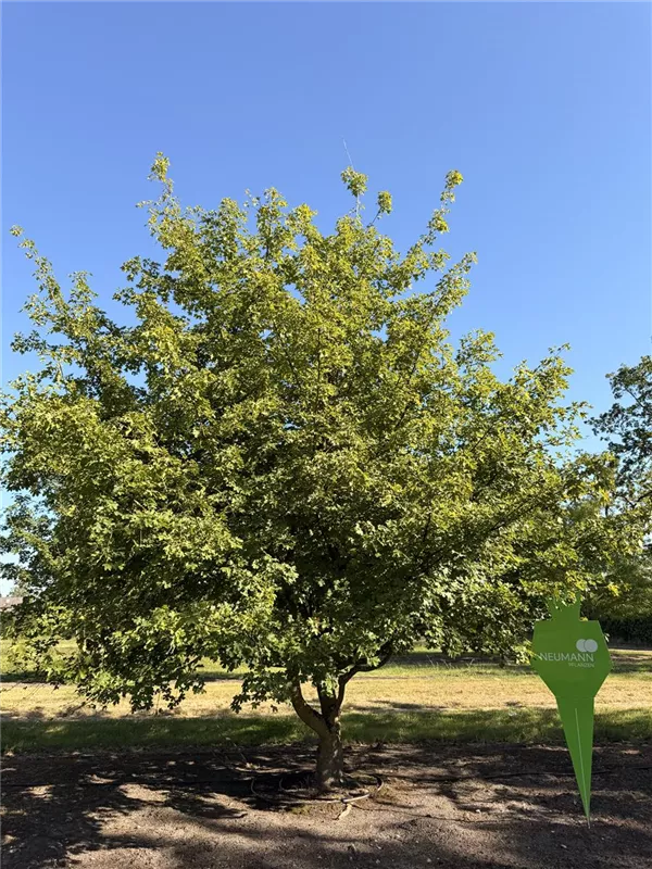 Acer campestre