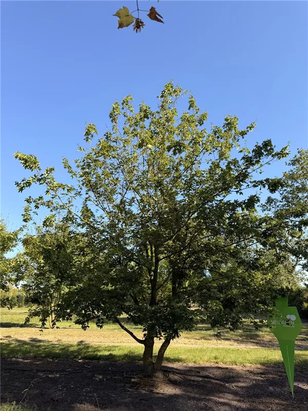 Acer campestre