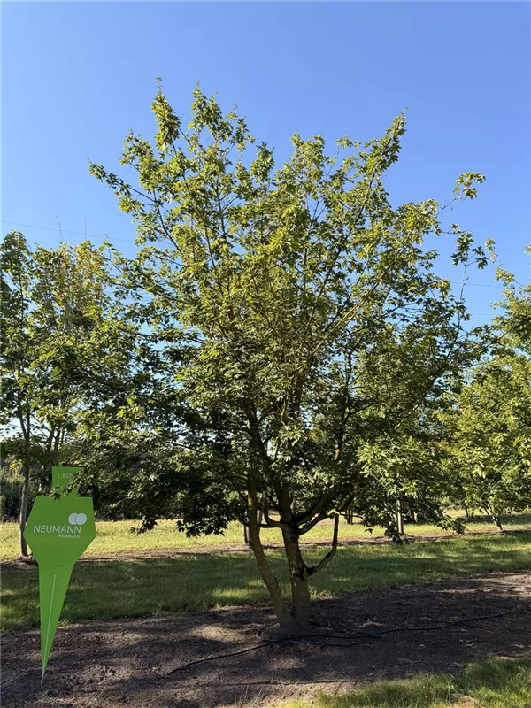 Acer campestre