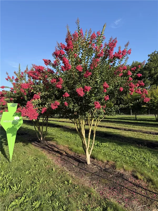 Lagerstroemia indica 'Tuscarora'