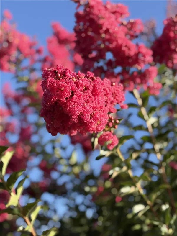 Lagerstroemia indica 'Tuscarora'