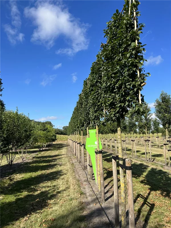 Carpinus betulus