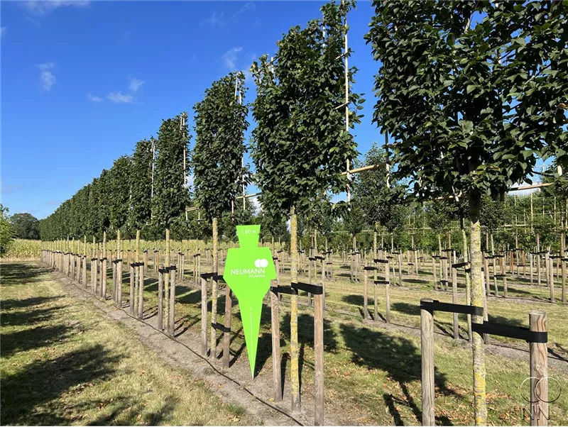 Carpinus betulus