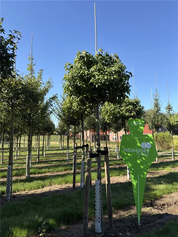 Liquidambar styraciflua 'Gumball'
