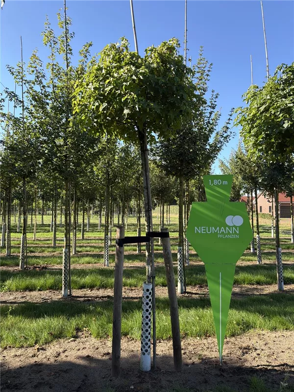 Liquidambar styraciflua 'Gumball'