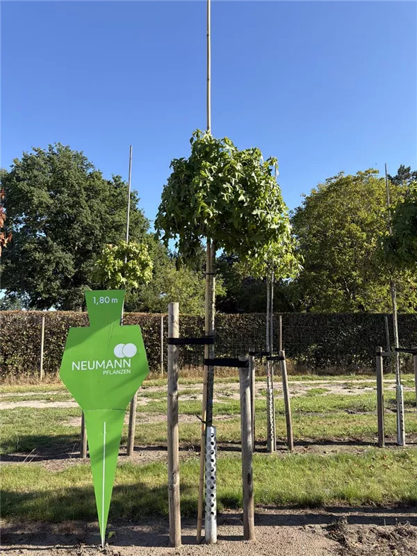 Liquidambar styraciflua 'Gumball'