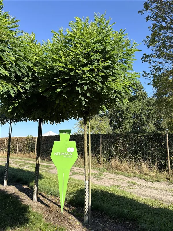 Robinia pseudoac.'Umbraculifera'