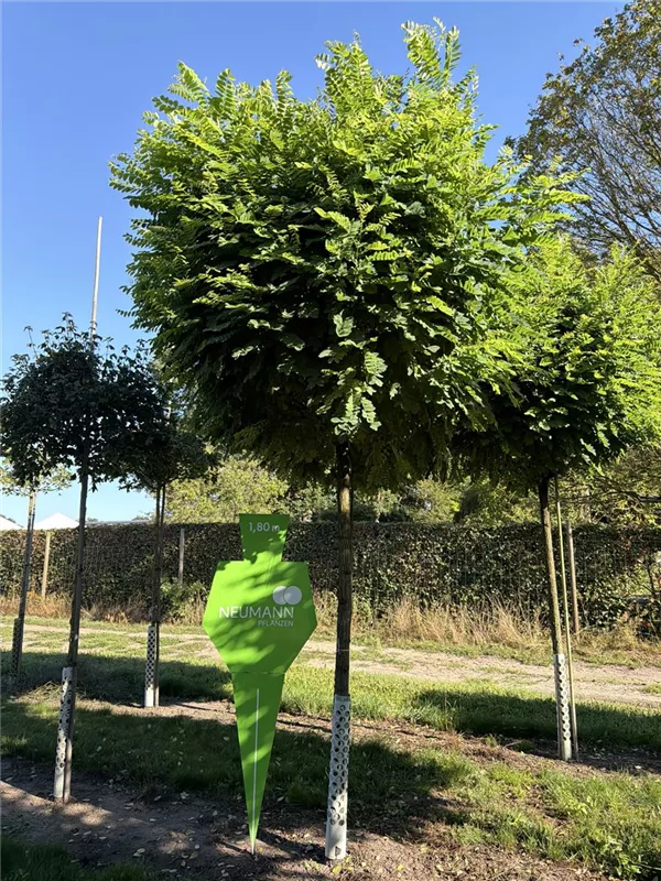 Robinia pseudoac.'Umbraculifera'