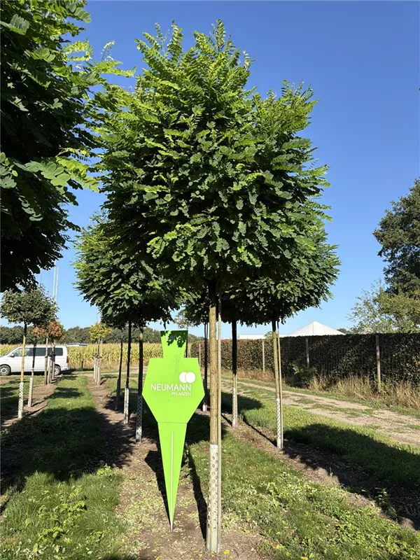 Robinia pseudoac.'Umbraculifera'