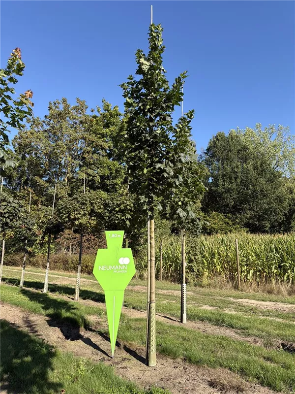 Acer platanoides 'Columnare'
