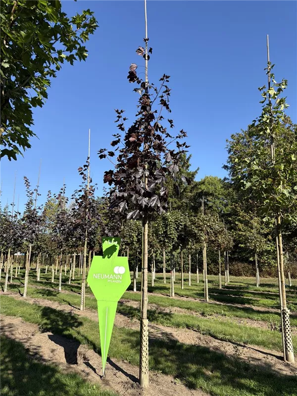 Acer platanoides 'Royal Red'