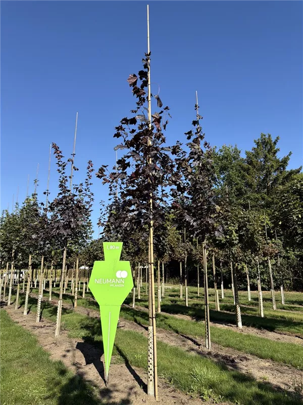 Acer platanoides 'Royal Red'