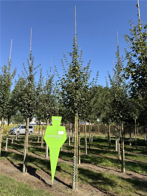 Acer campestre 'Elsrijk'