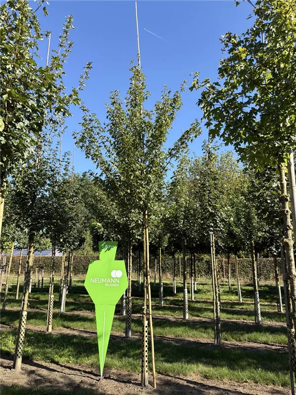 Acer campestre 'Elsrijk'