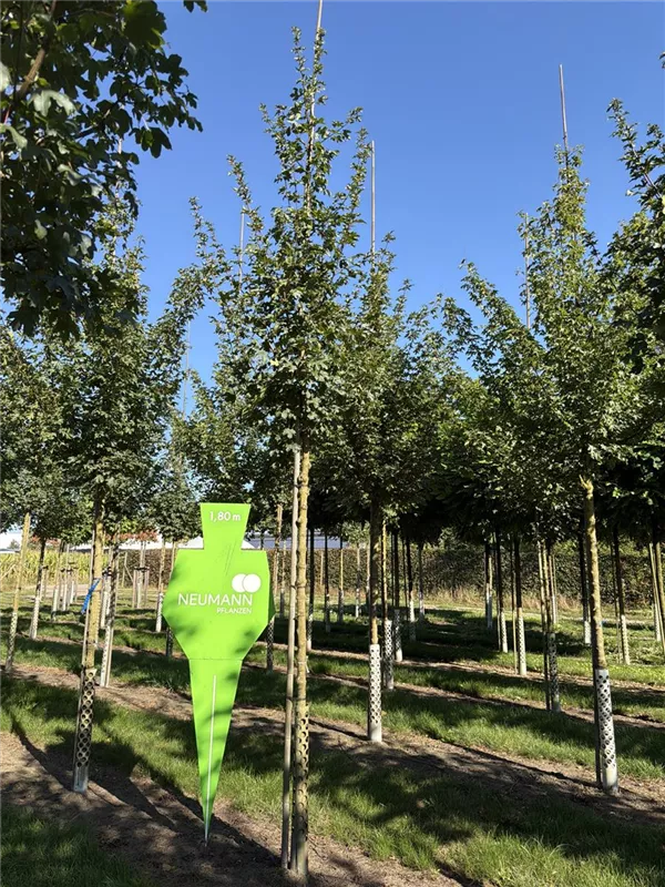 Acer campestre 'Elsrijk'