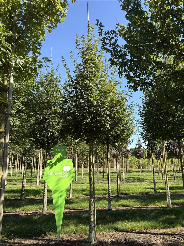 Acer campestre 'Elsrijk'