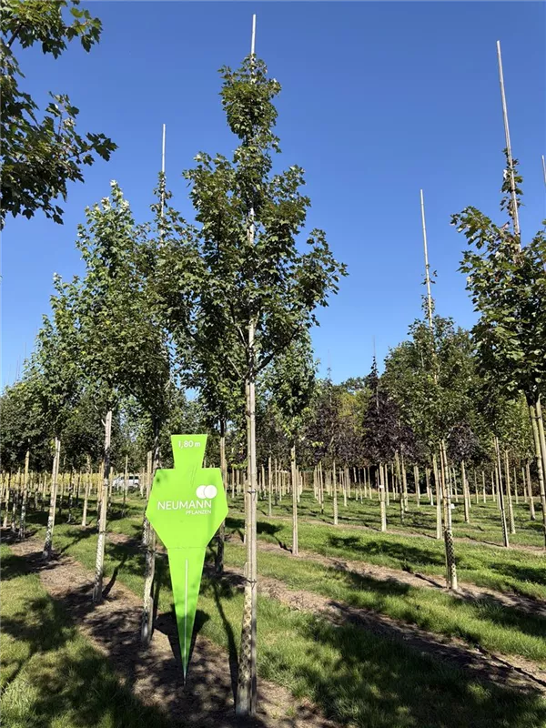 Acer platanoides 'Summershade'