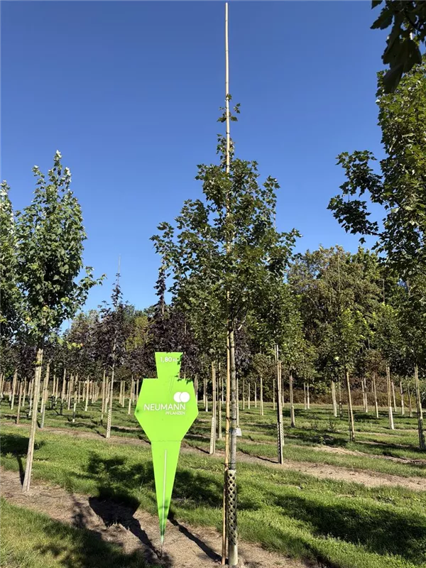 Acer platanoides 'Summershade'