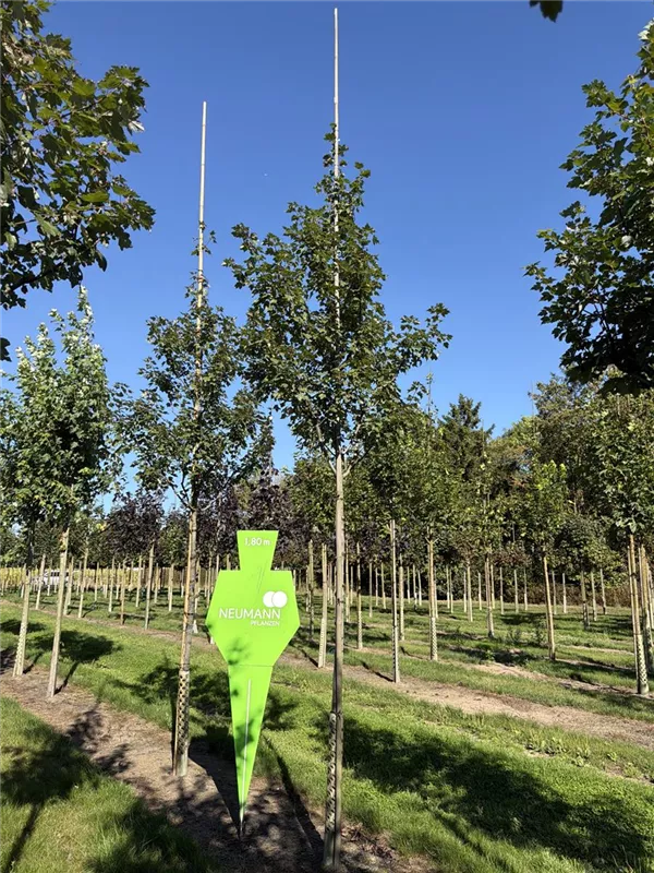 Acer platanoides 'Summershade'